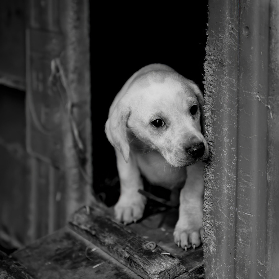 HC Peeking Out by Verity Johnson
